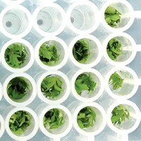 Biology synthetic biology
