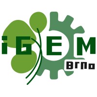 Brno igembrno
