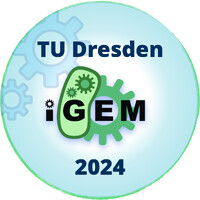 TU Dresden 2024 igem dresden